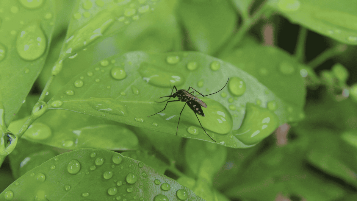 Mosquito Control in Farragut, TN