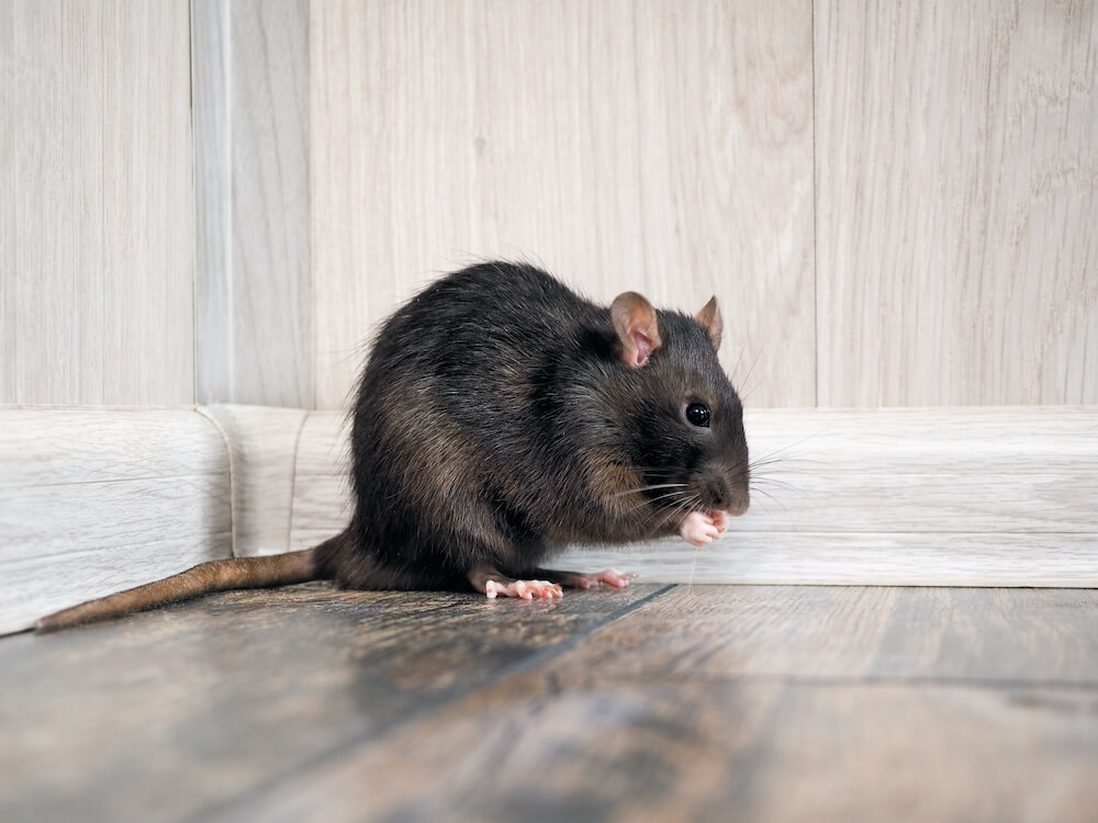 Rat,In,The,House,On,The,Floor