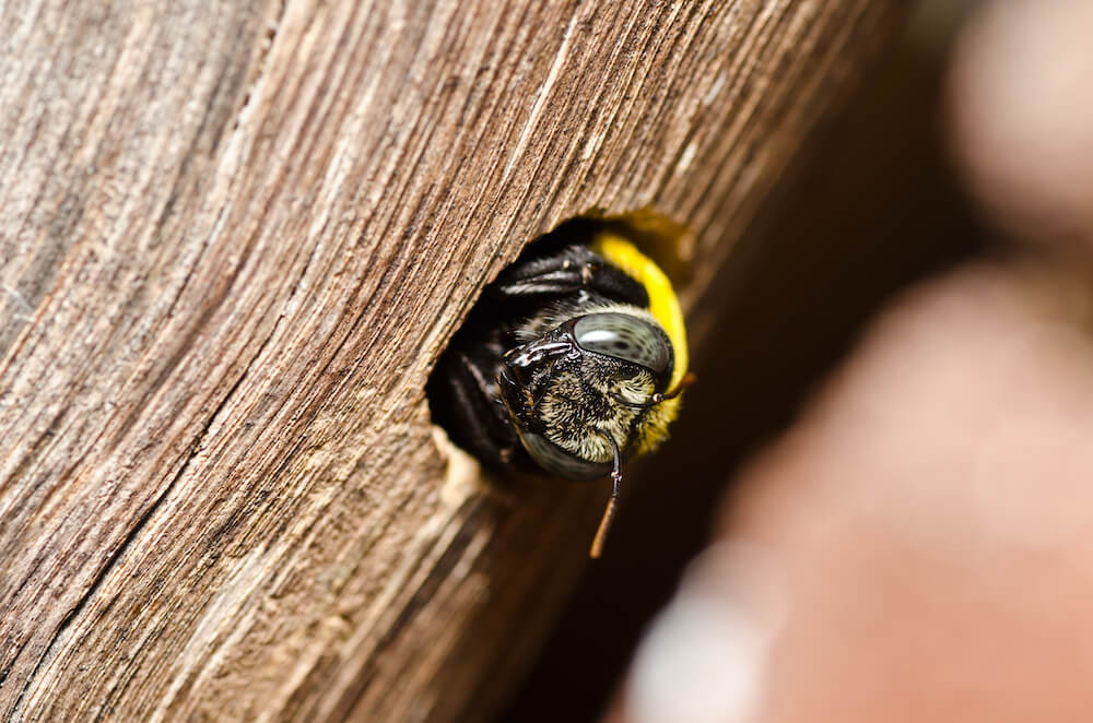 Carpenter,Bee,In,The,Nature,Or,In,The,Garden.it