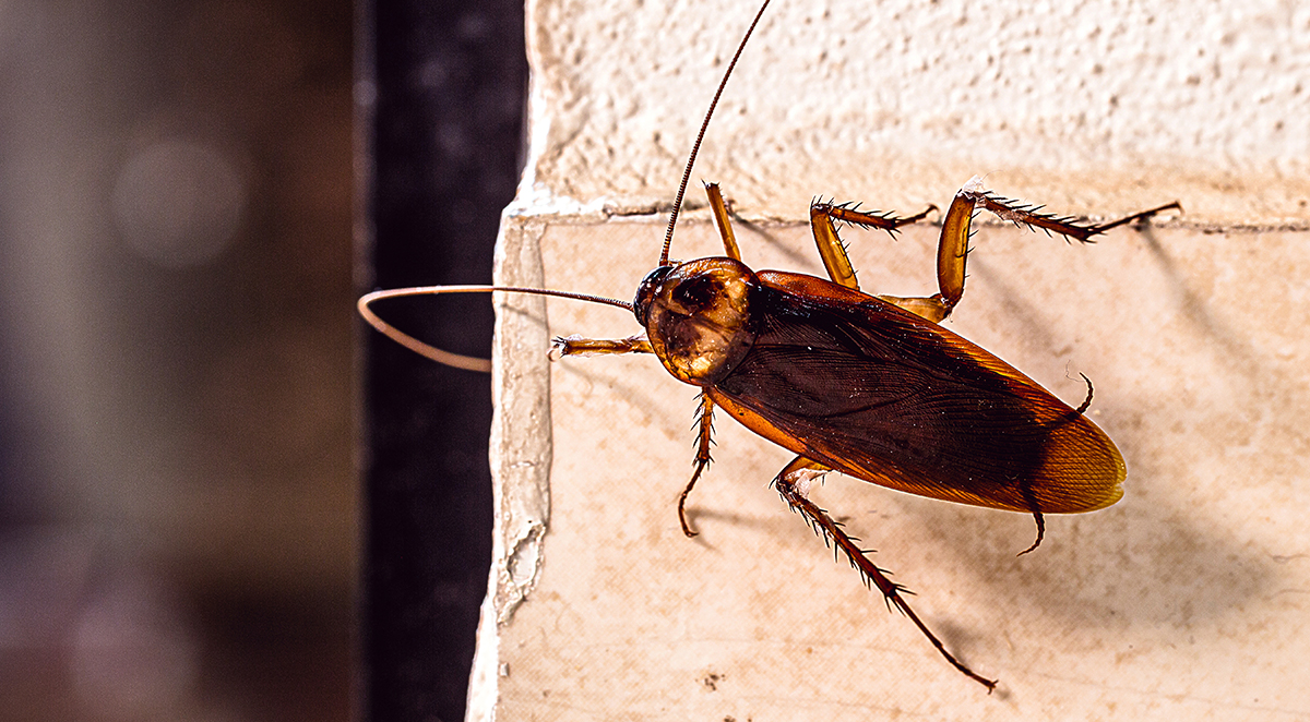 Summer Cockroach Control in Knoxville: What to Know