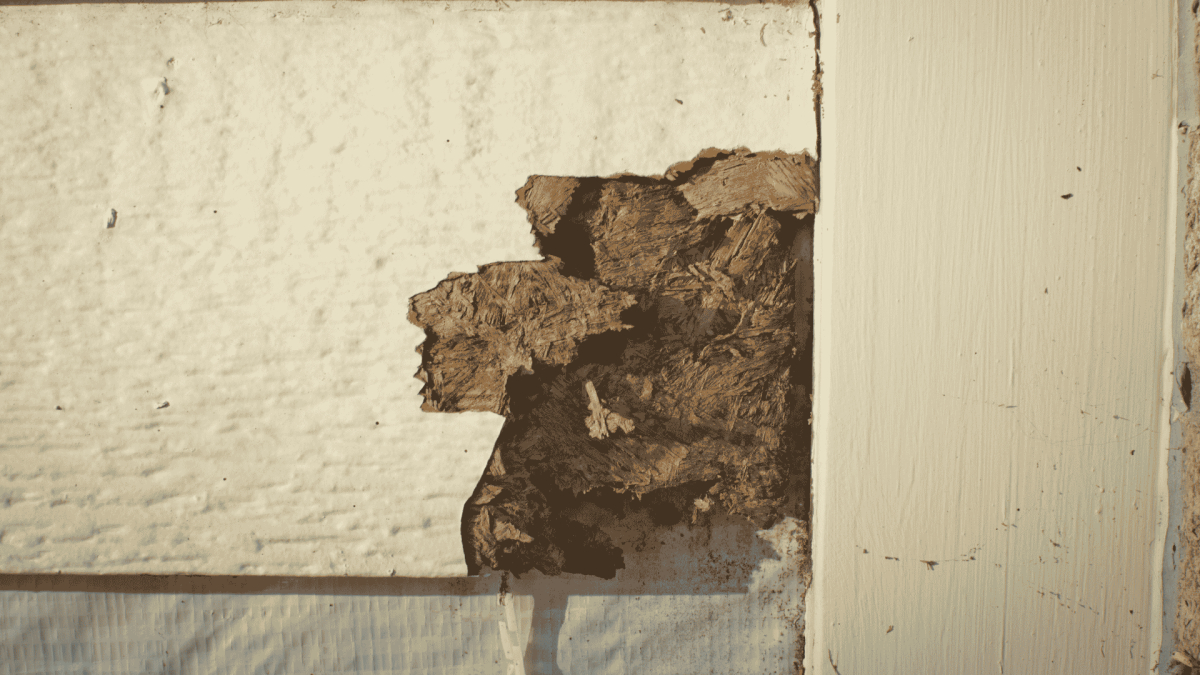 Termite Control in Lenoir City, TN