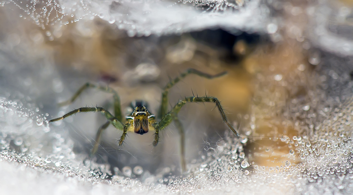 Winter Pest Control in Knoxville: What