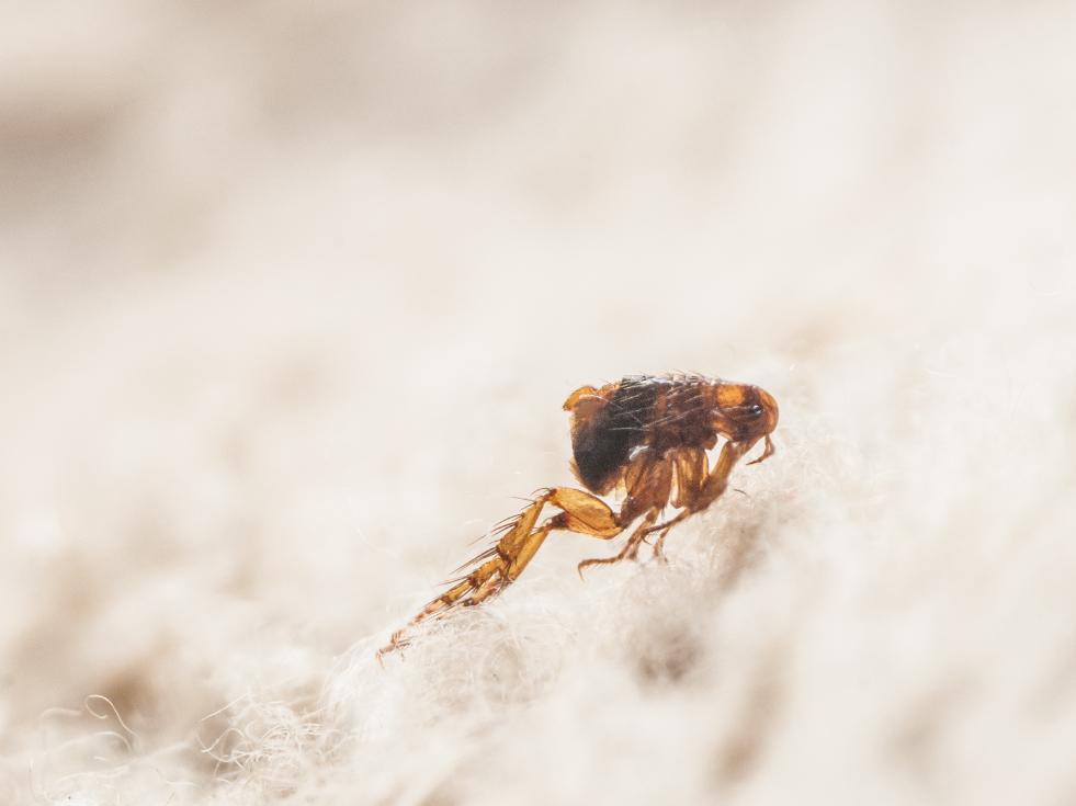 Signs of flea and tick infestation in a Knoxville home