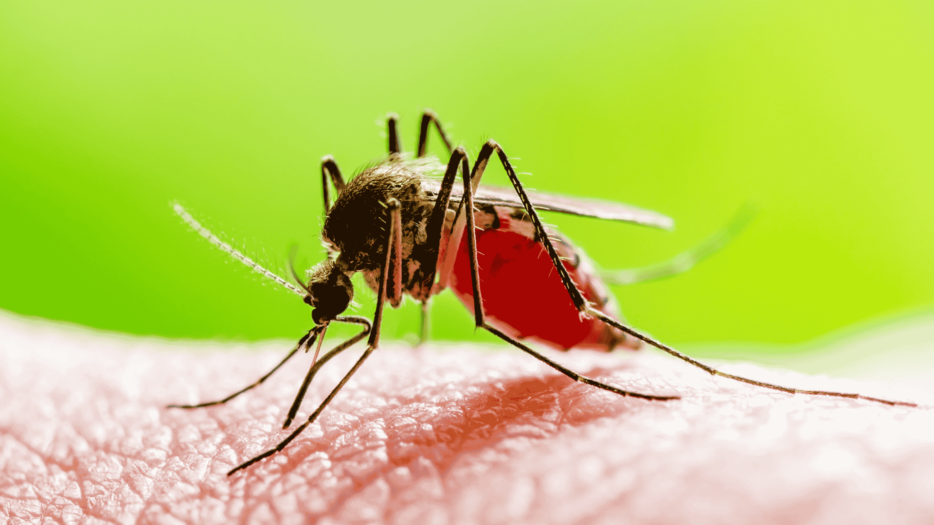 Mosquito Control in Maryville, TN