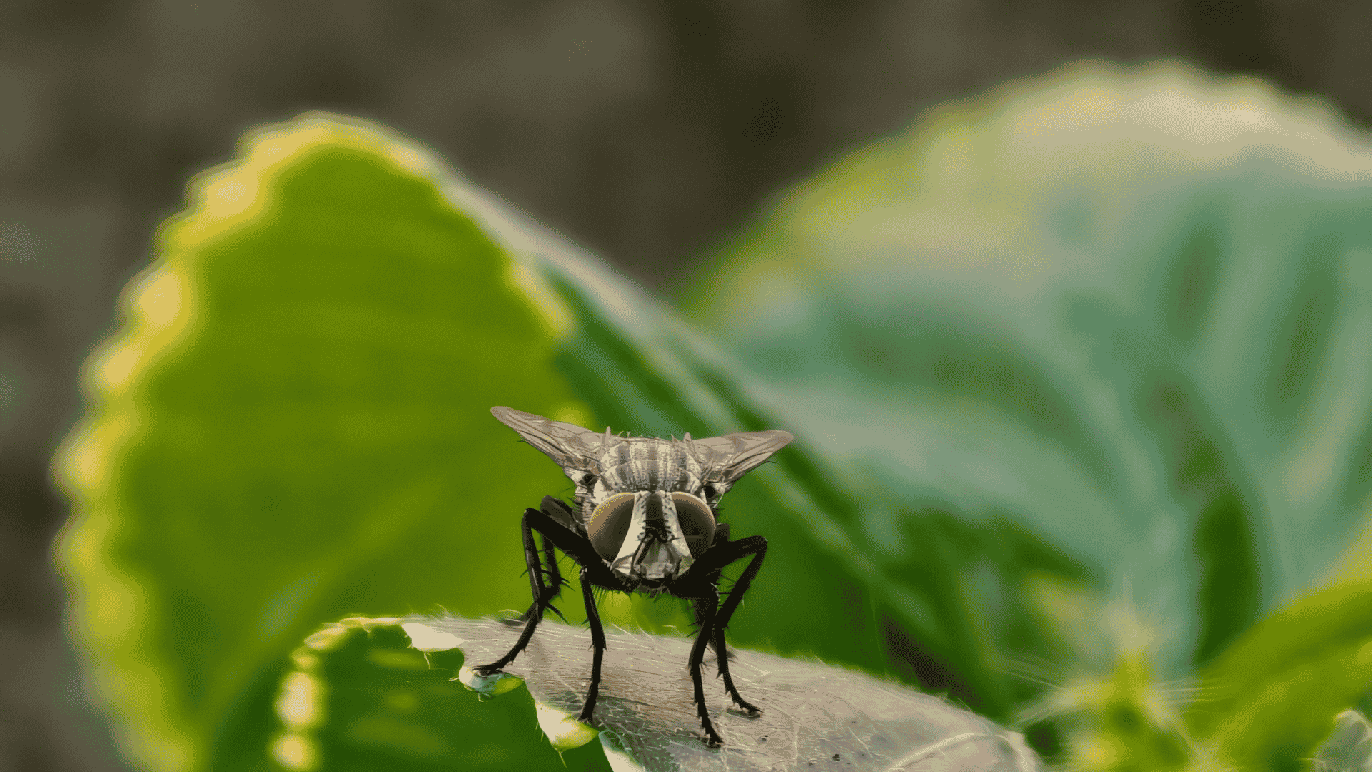 Mosquito Control in Oak Ridge, TN