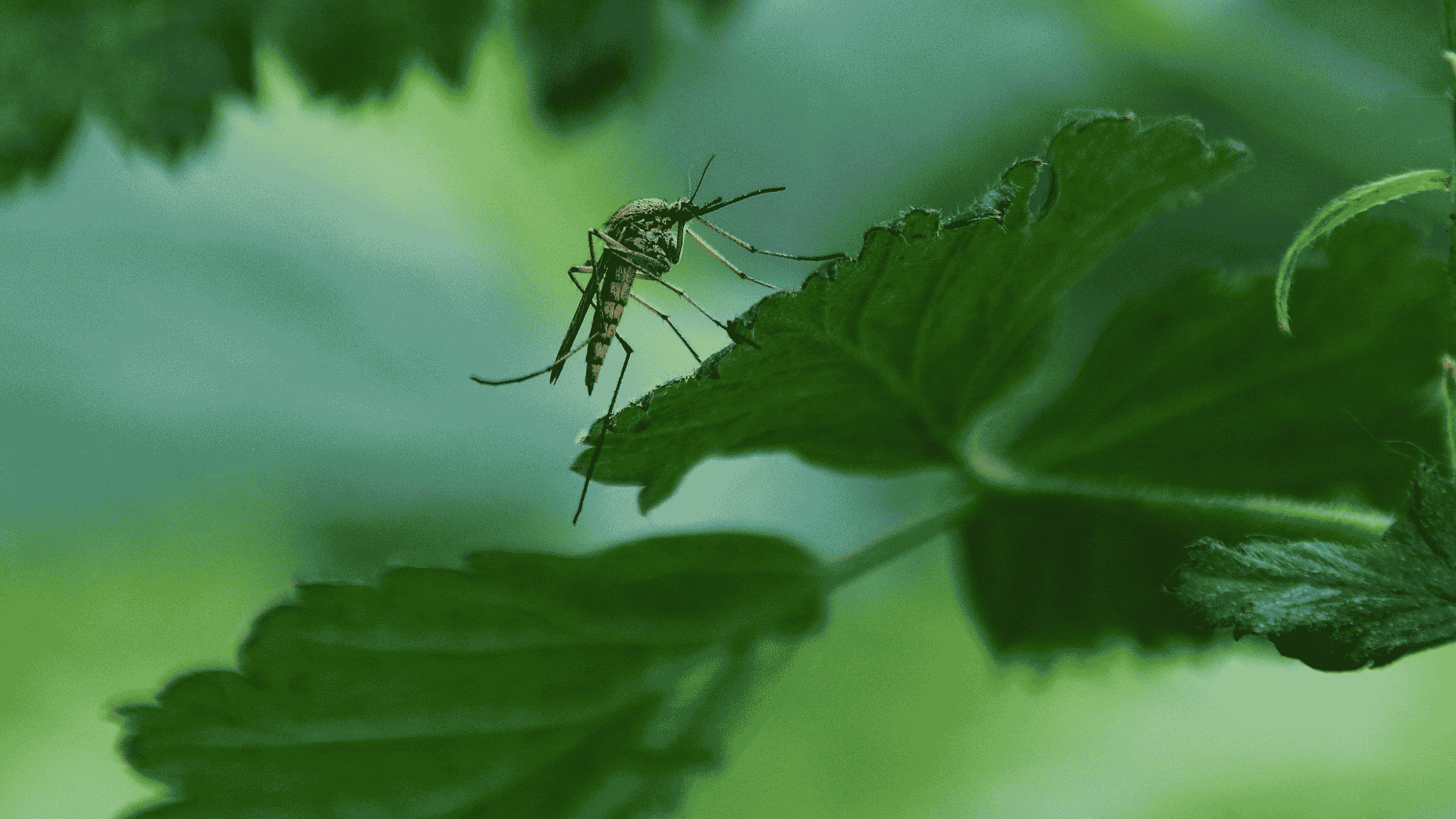 Mosquito Control in Powell, TN