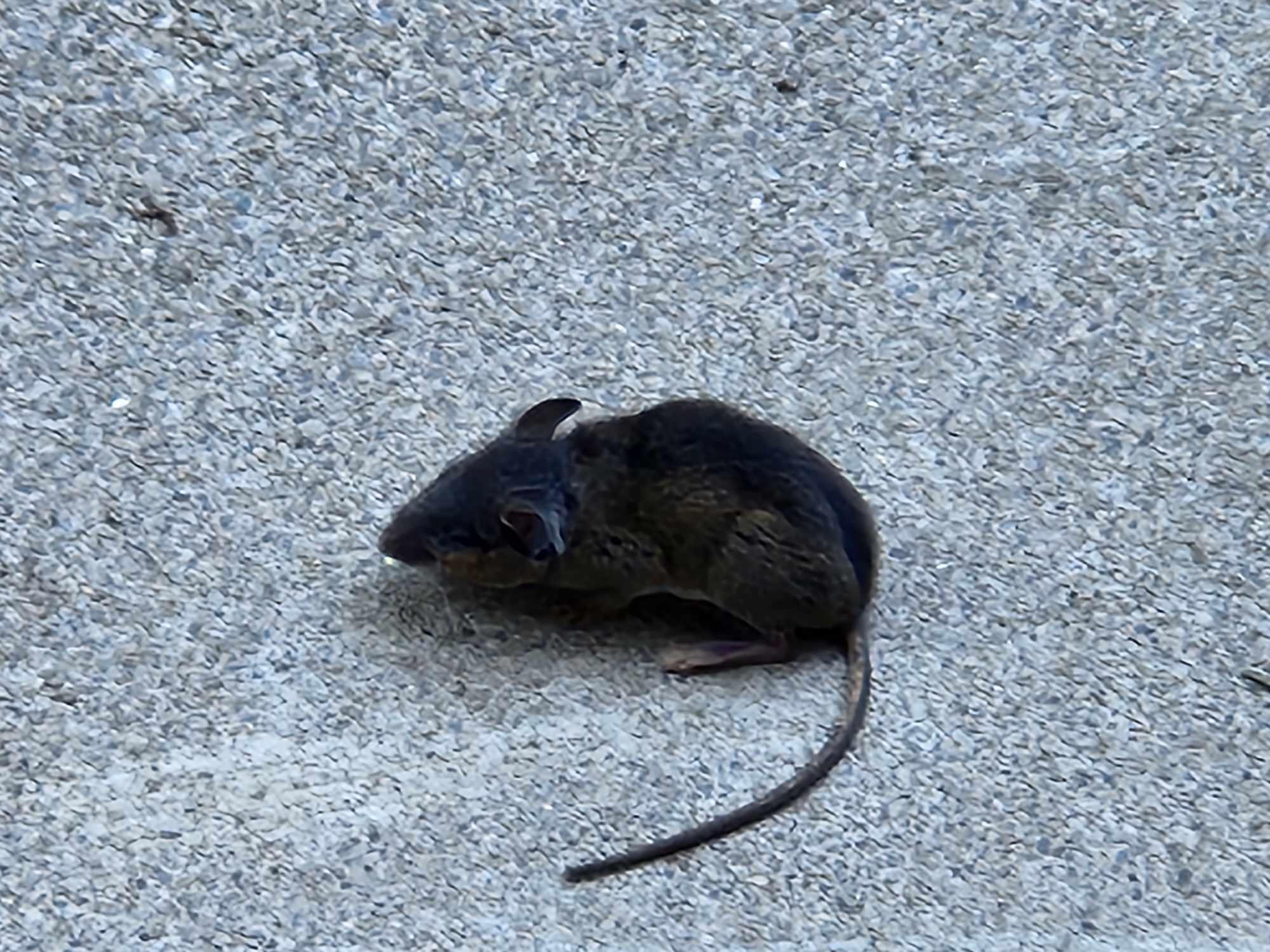 mouse image Critter Wranglers technician performing rodent exclusion on a Knoxville home