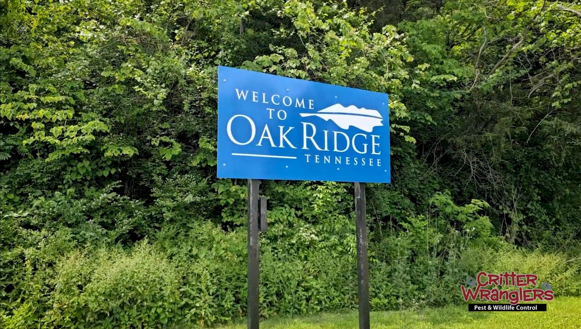 Pest Control & Wildlife Removal in Oak Ridge, TN