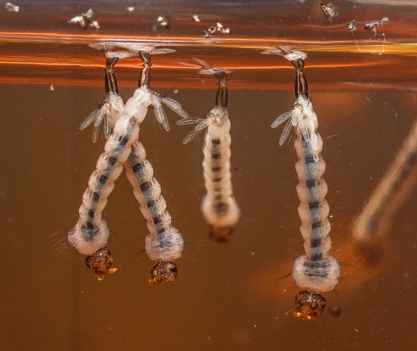 Aedes aegypti larvae hanging at the water surface, siphon visible