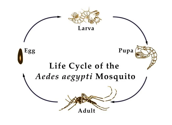 Comma-shaped Aedes pupa in container water