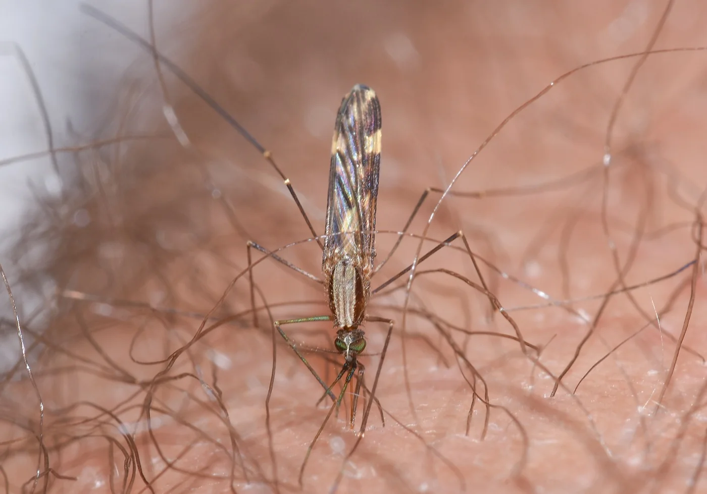 Anopheles Mosquitoes