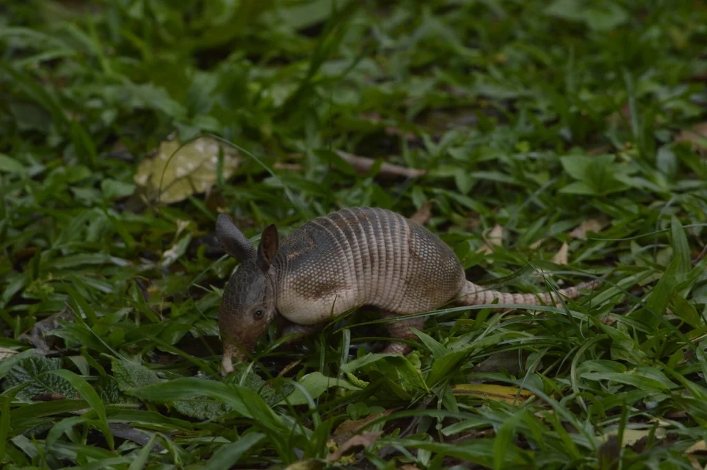 A young armadillo foraging in leaf litter