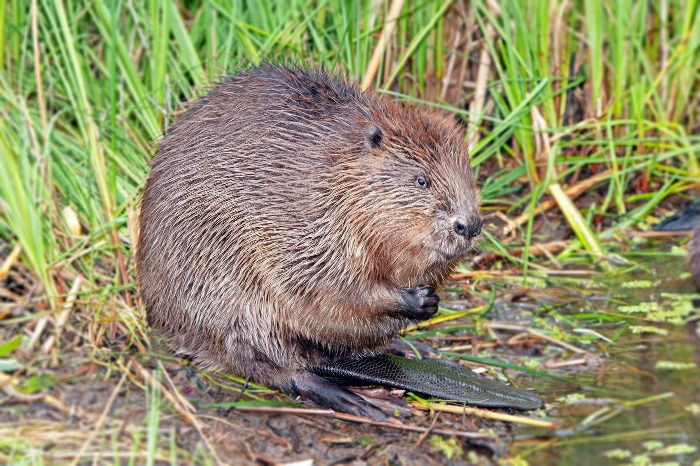 Beaver