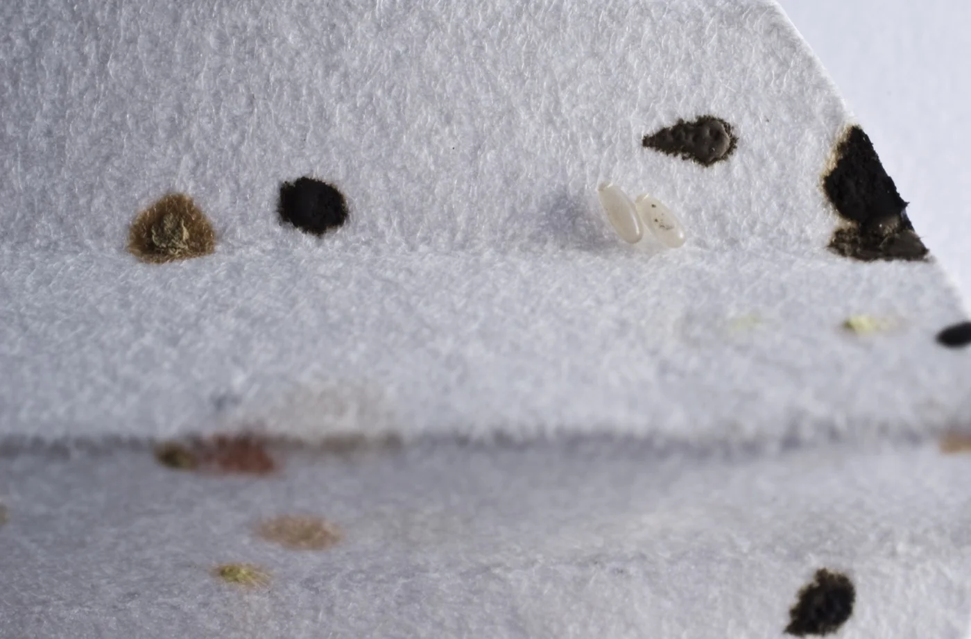 Bed bug eggs, pale and glued to a rough surface