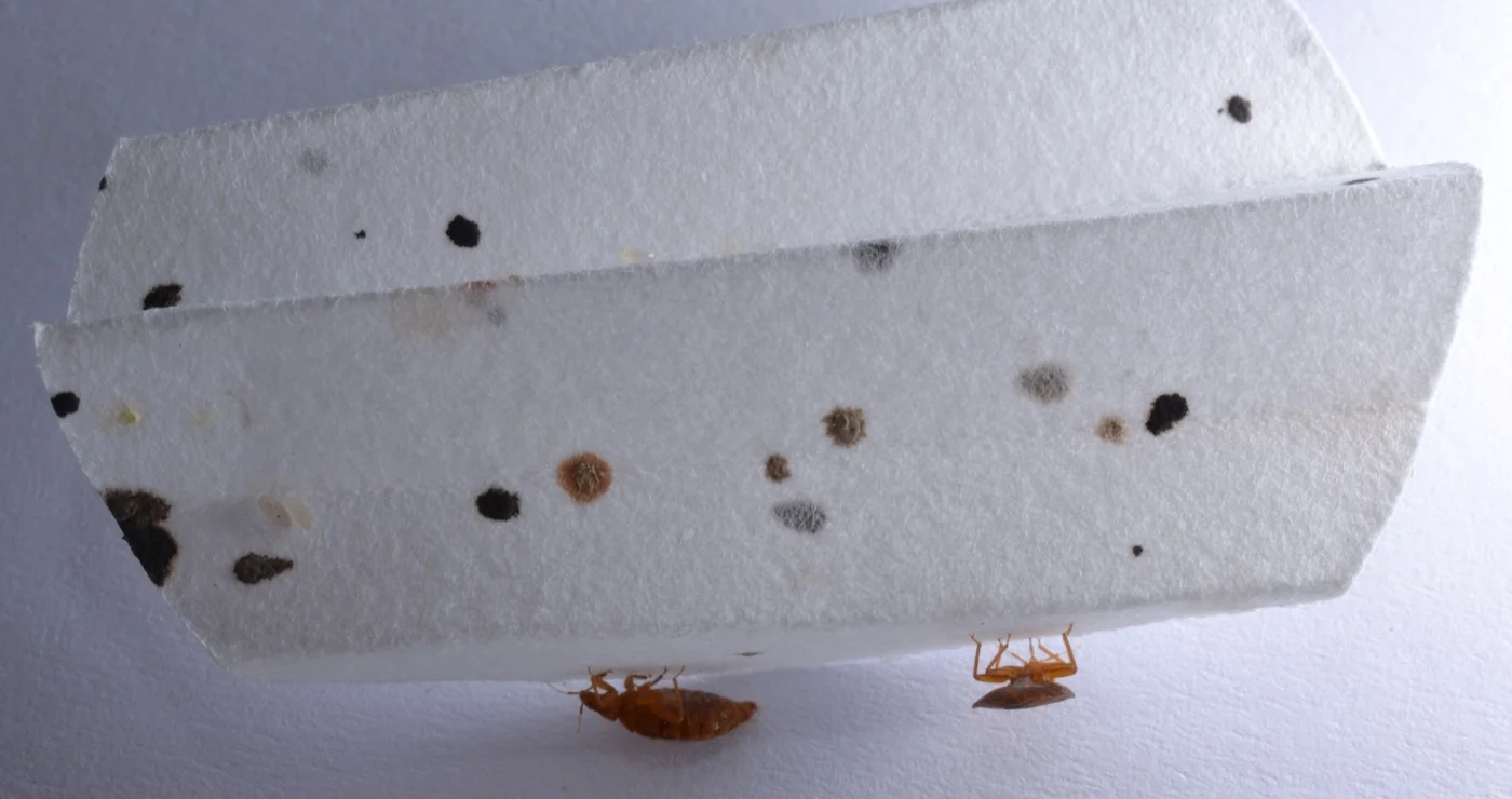 Adults, nymphs, eggs, shed skins and fecal spots together on a mattress