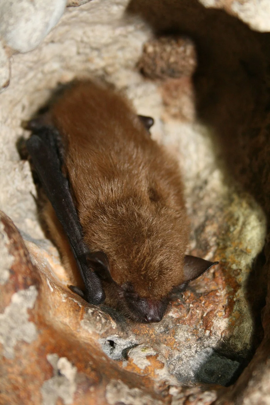 Big Brown Bat
