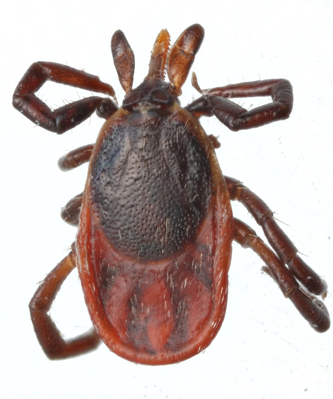 Adult female blacklegged tick, reddish-orange body with black legs