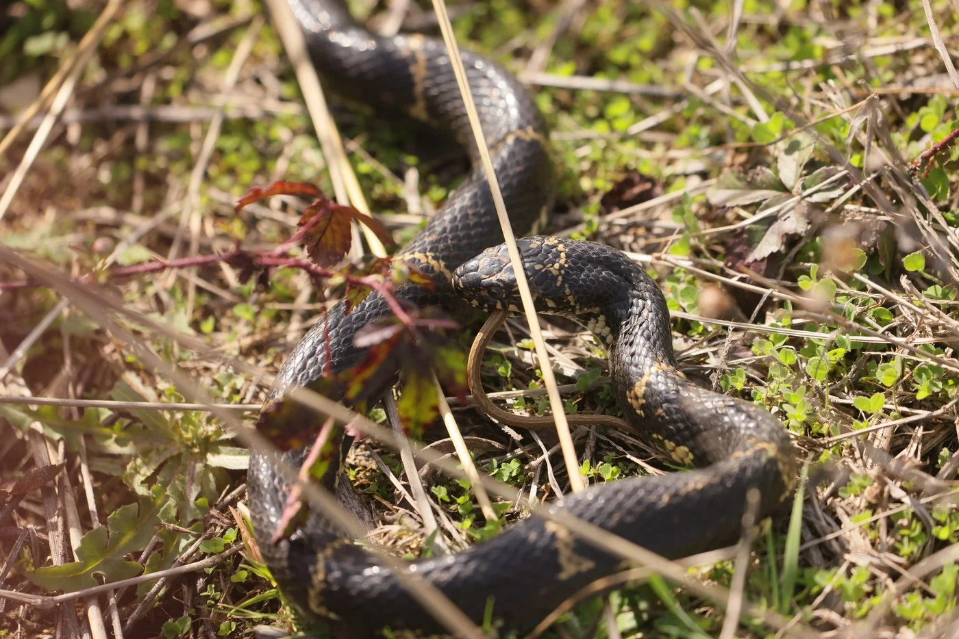 A large adult eastern kingsnake, glossy black with narrow linked yellow crossbands