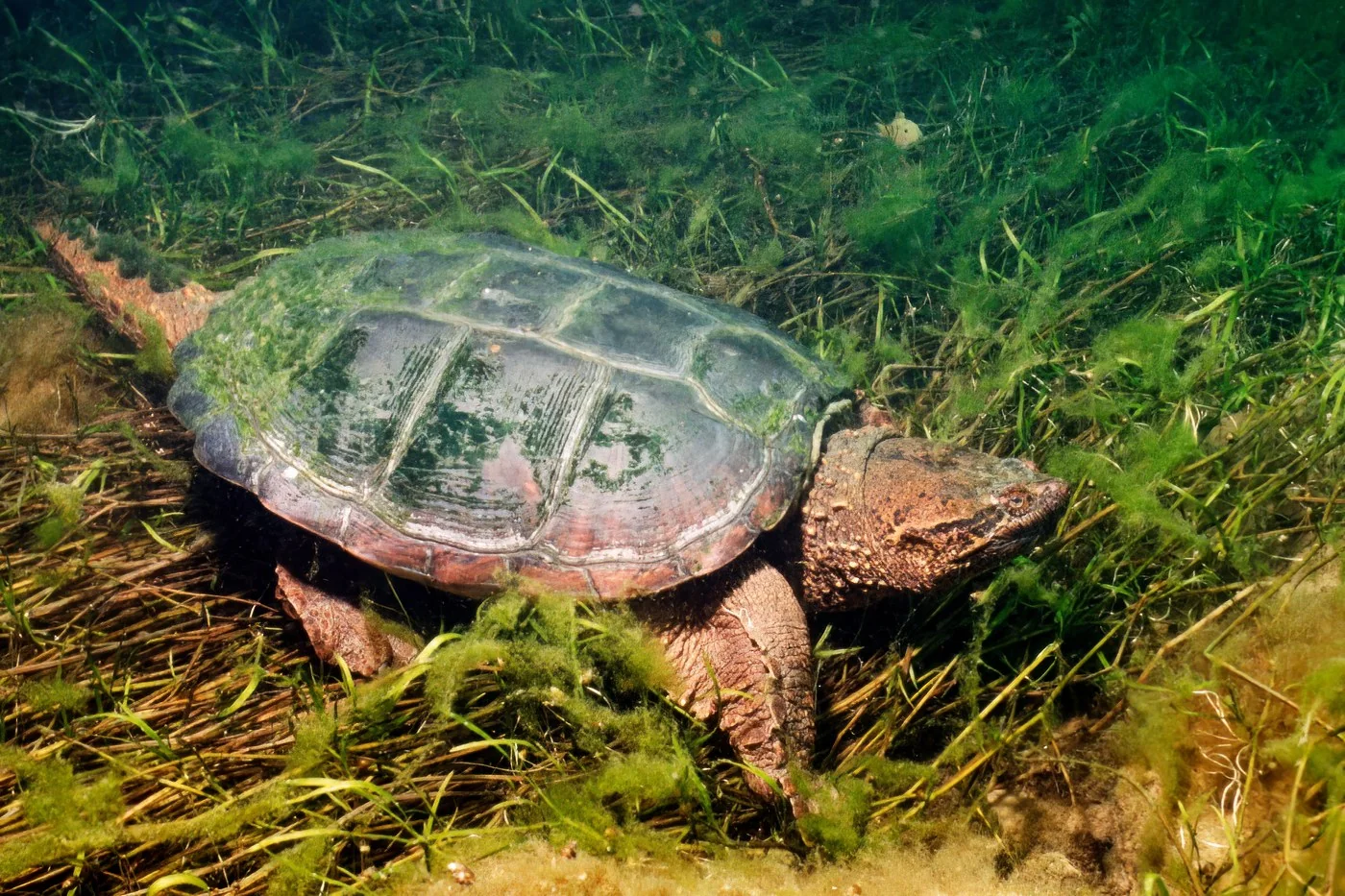 Common Snapping Turtle