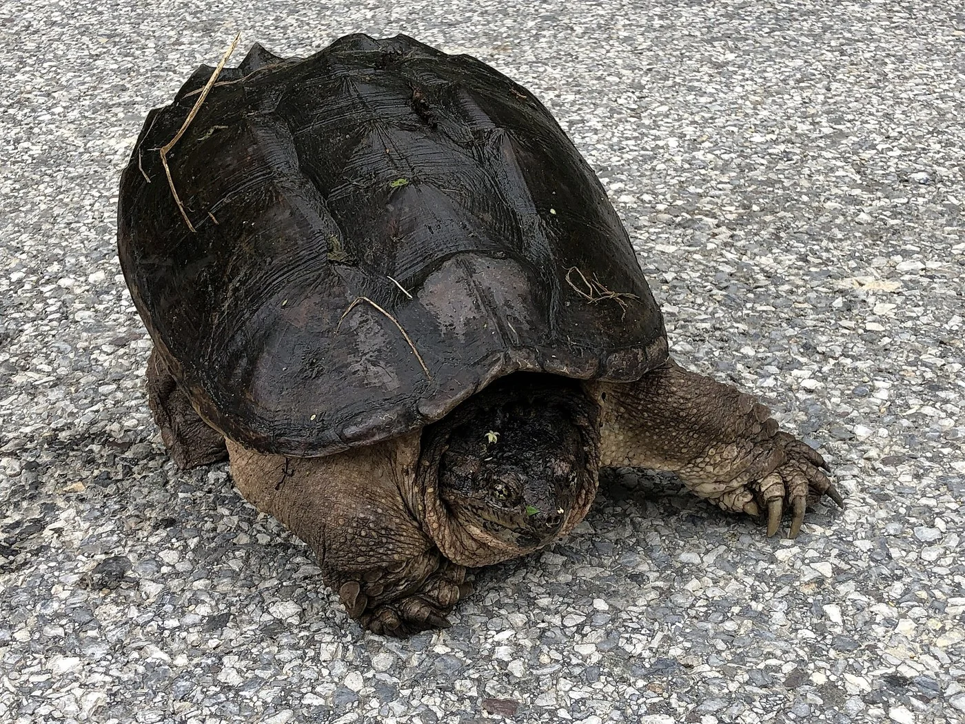 An adult snapping turtle crossing a lawn or driveway away from water