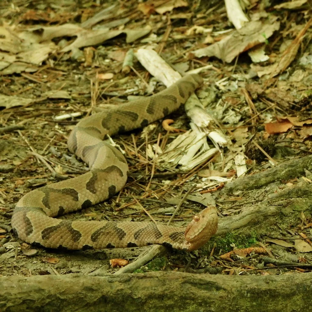 Copperhead