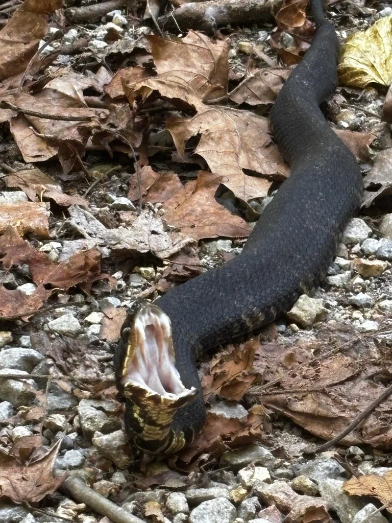 Cottonmouth (Water Moccasin)
