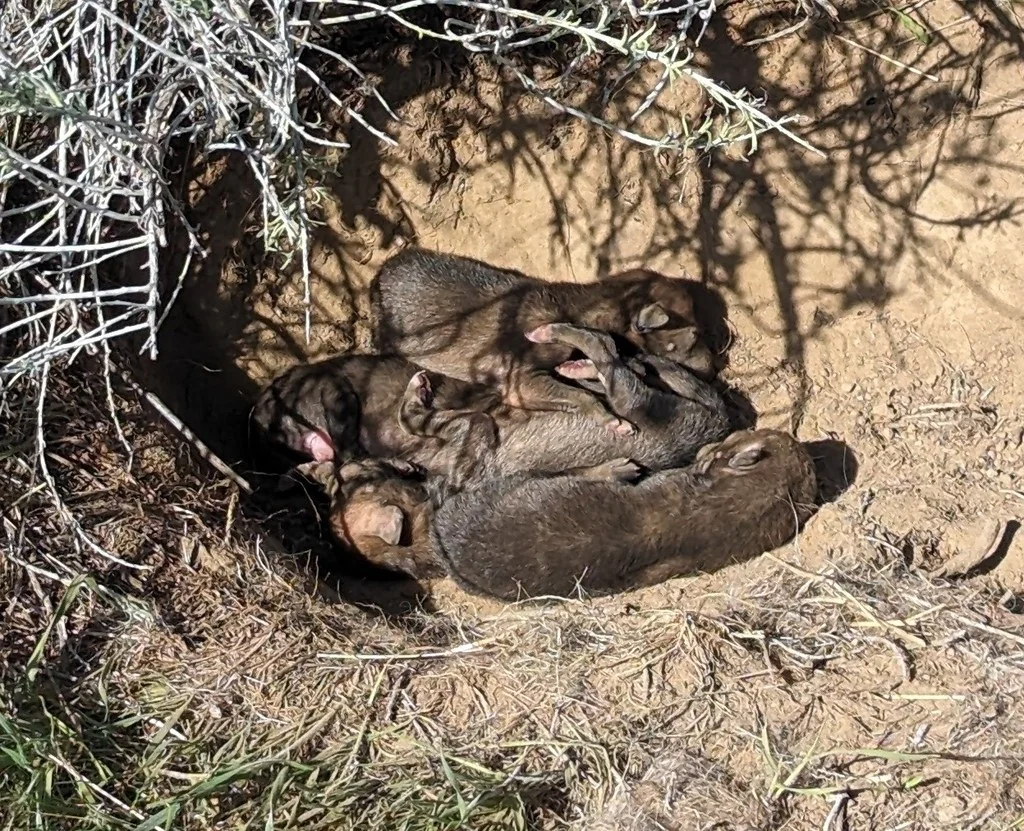 Coyote pups outside a den