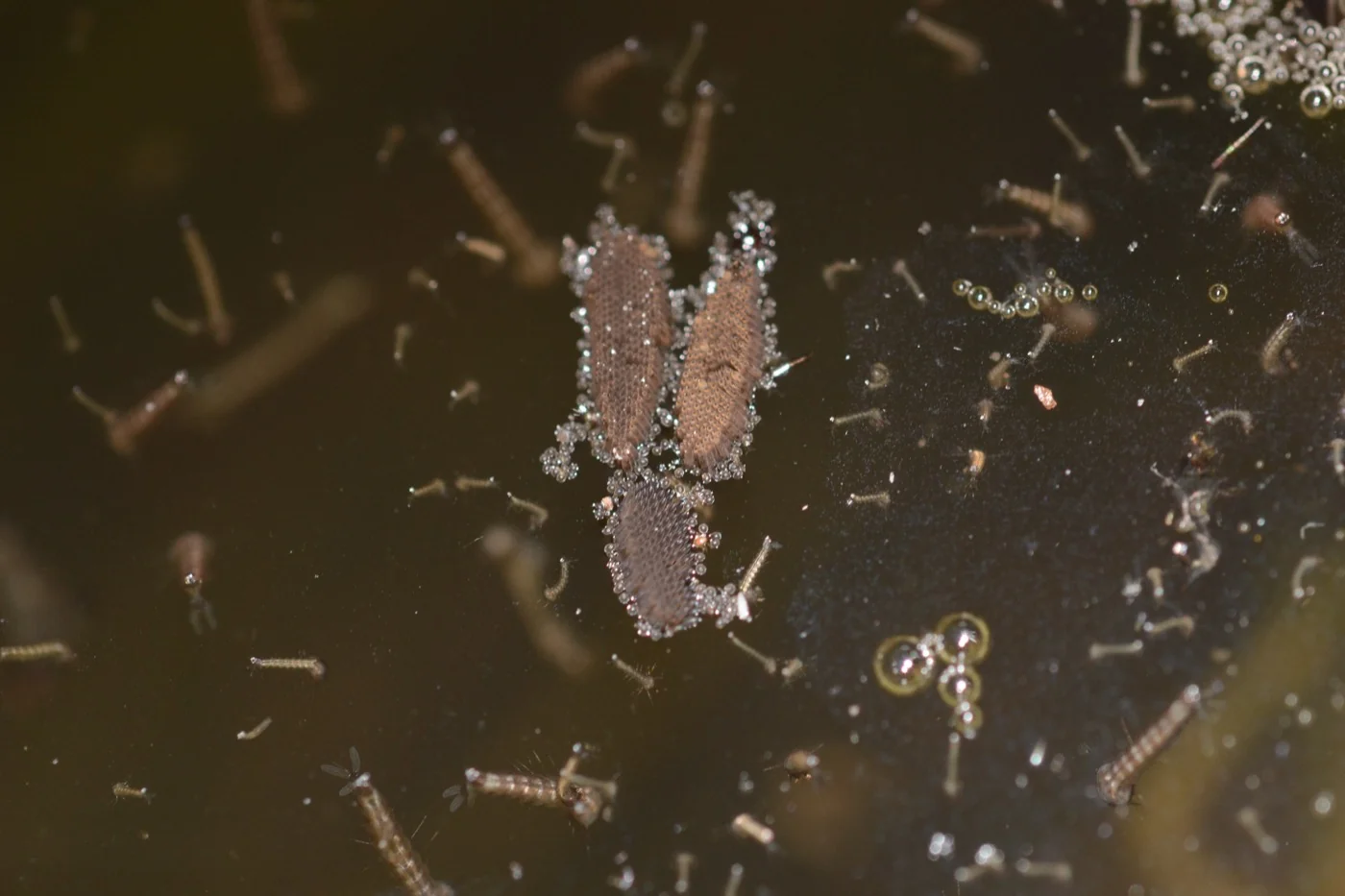 Culex egg raft floating on the surface of still water