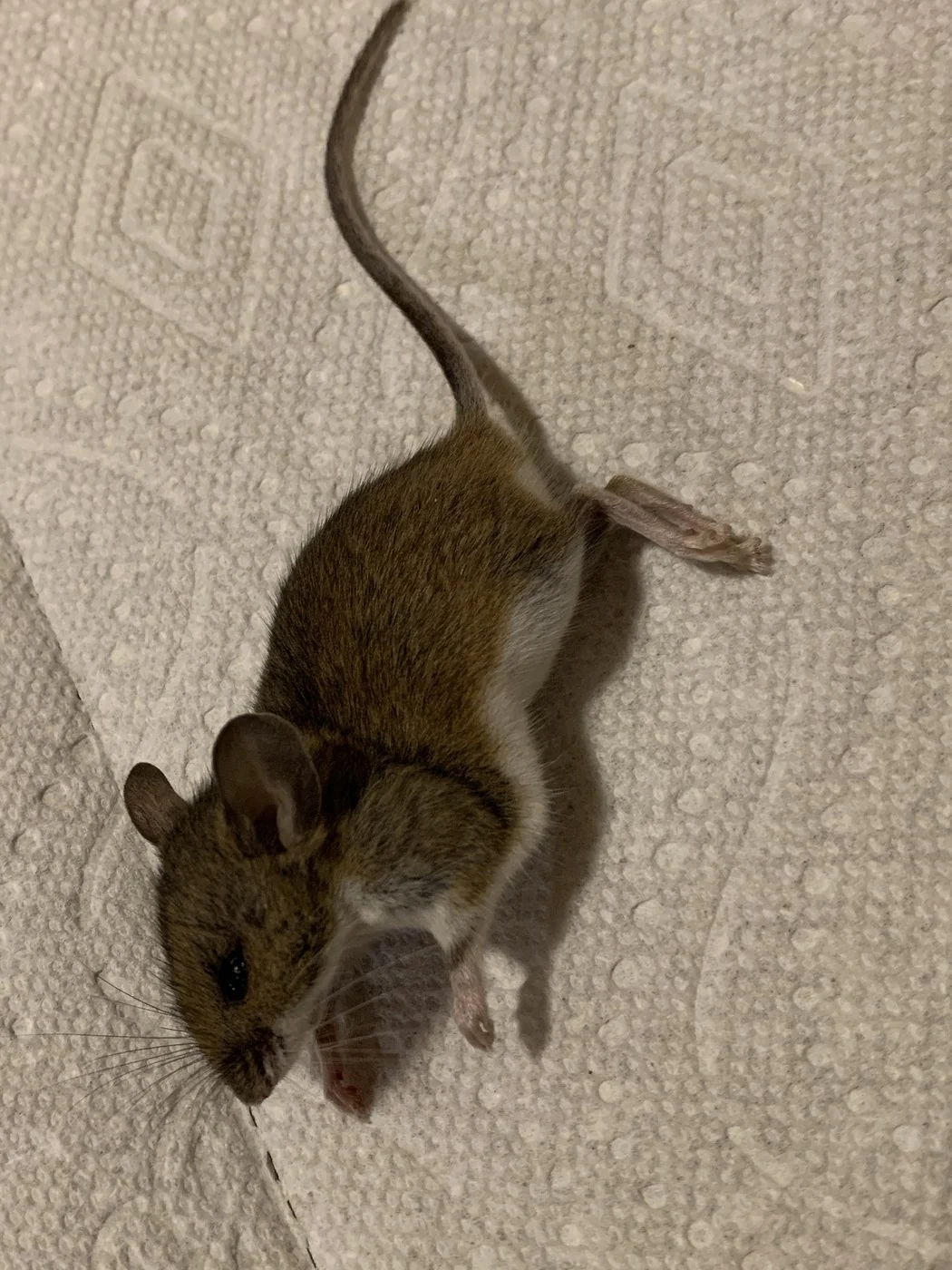 Adult deer mouse showing the white underside, large eyes, and sharply two-toned tail