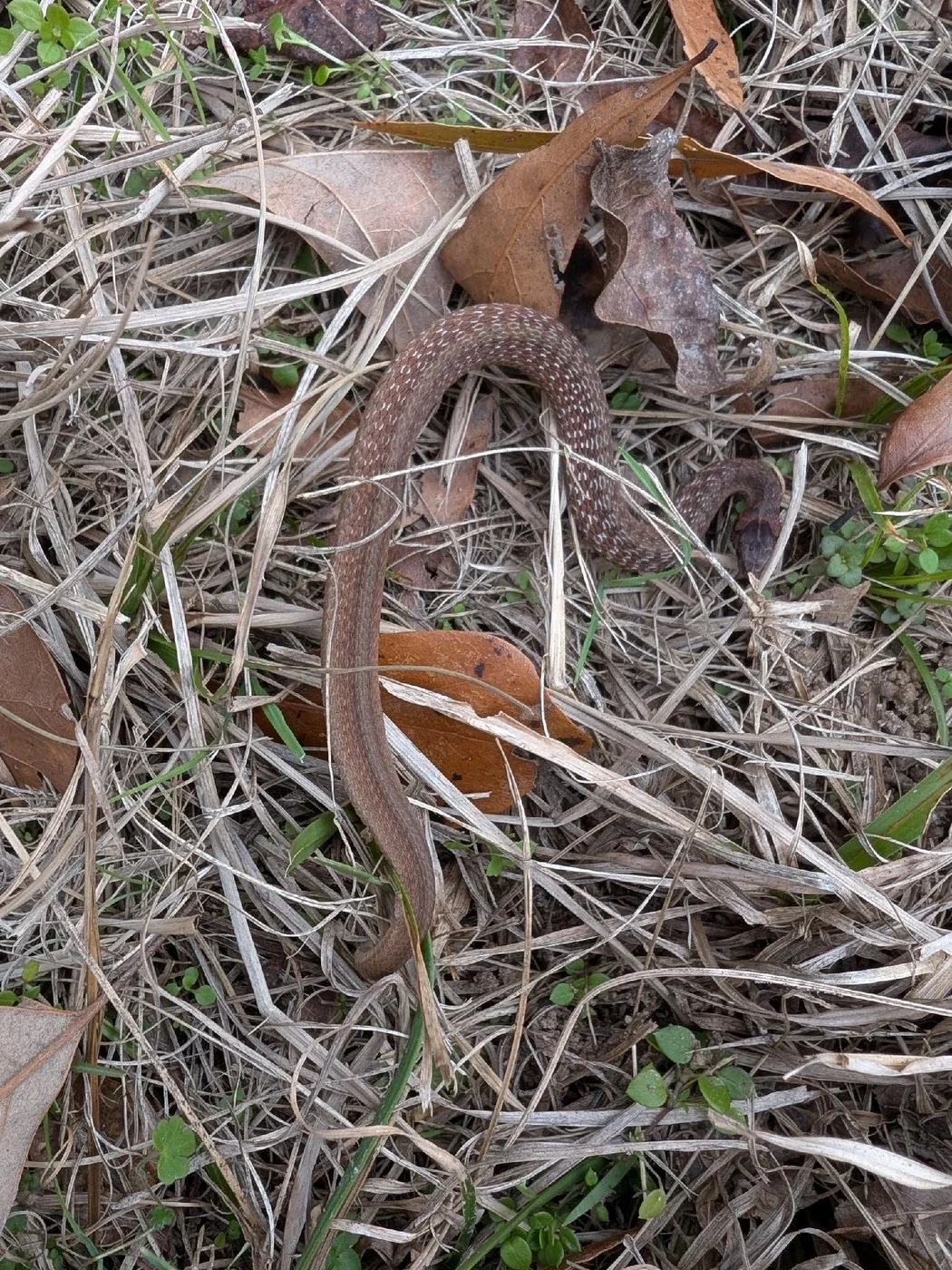 An adult DeKay&rsquo;s brownsnake with the characteristic spotted back stripe, coiled on garden soil