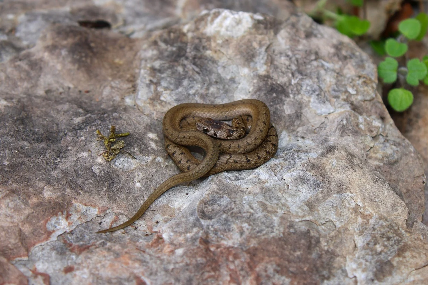 DeKay&rsquo;s Brownsnake
