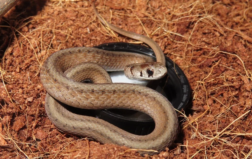 A young DeKay&rsquo;s brownsnake with the pale neck collar fading toward adult brown coloration