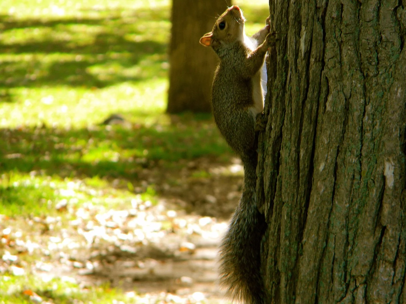 An adult eastern gray squirrel showing the gray coat and bushy tail