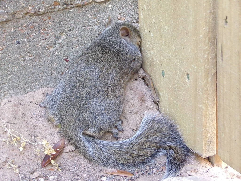 Eastern Gray Squirrel