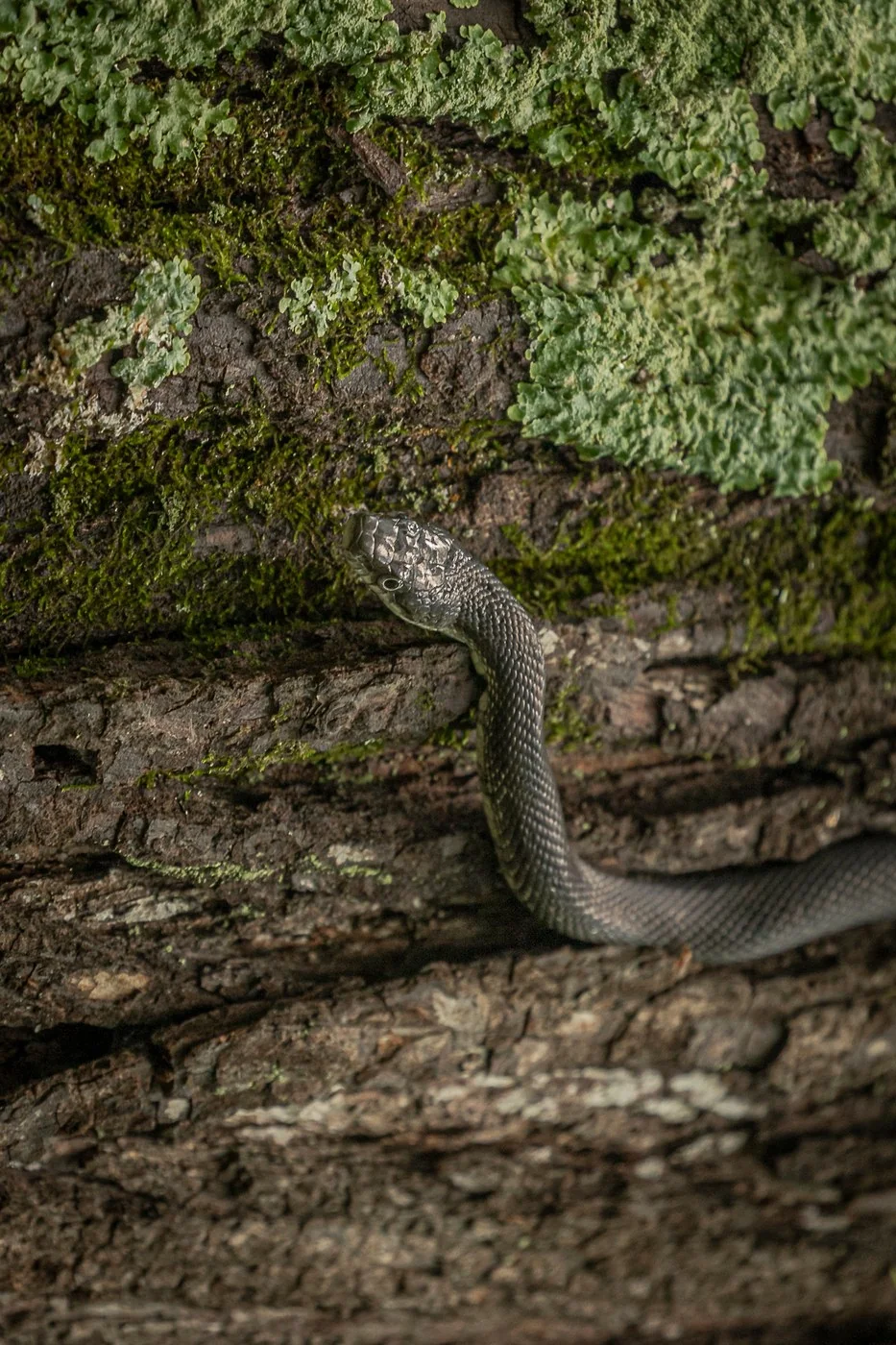 Eastern Ratsnake