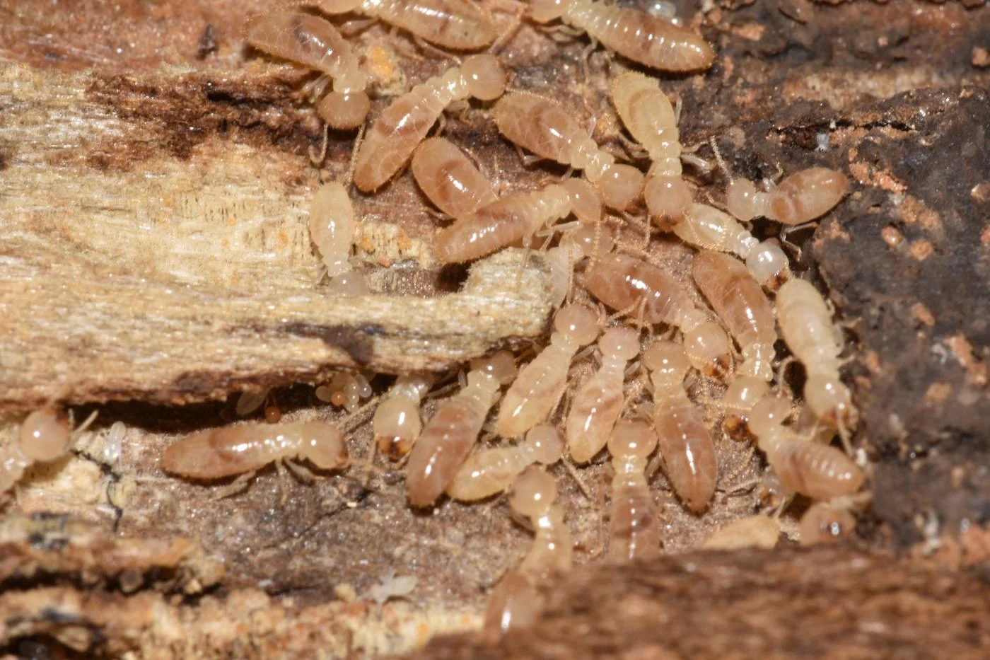 A cluster of pale translucent termite eggs in a wood gallery with workers tending them