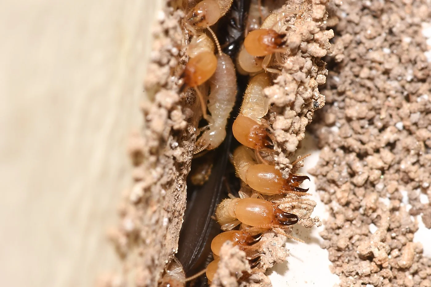Eastern Subterranean Termites