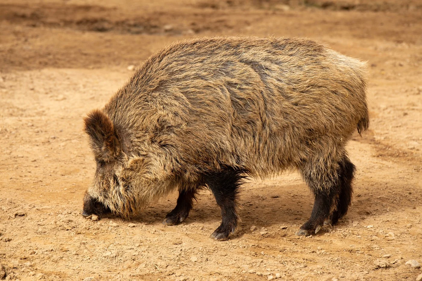 Feral Swine