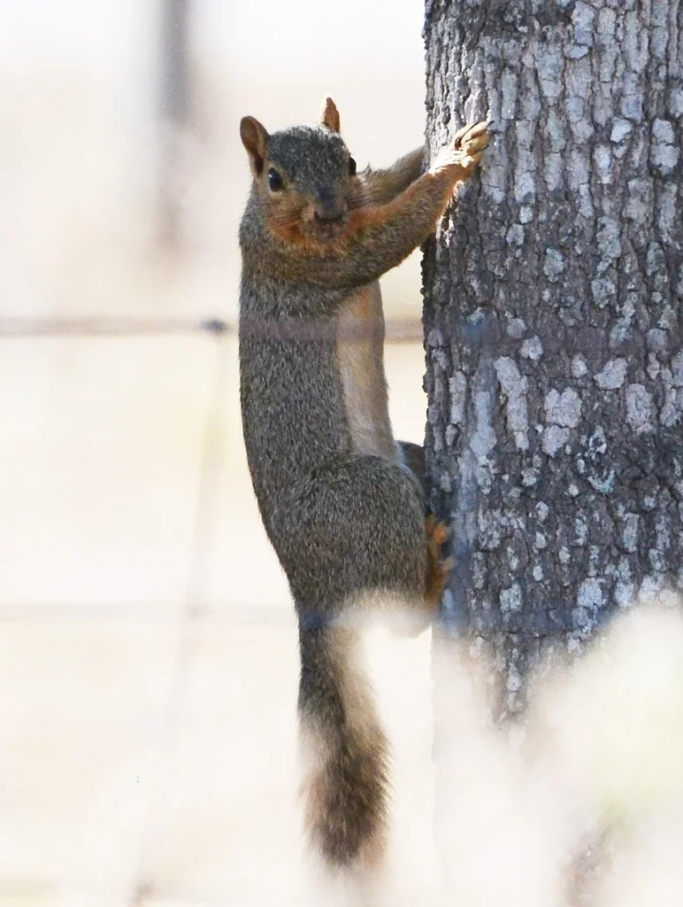 A half-grown fox squirrel outside the nest