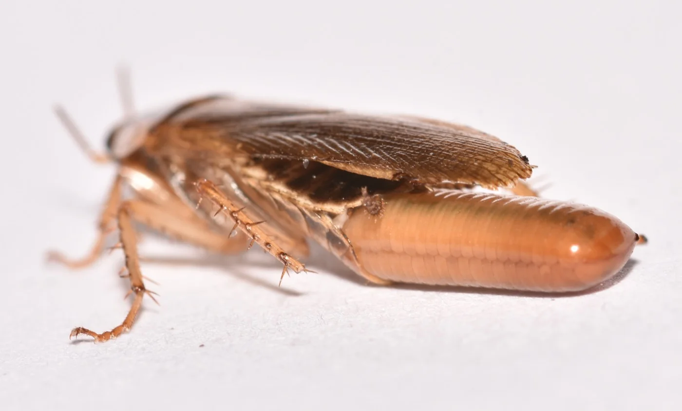 German cockroach egg case, small brown and bean-shaped