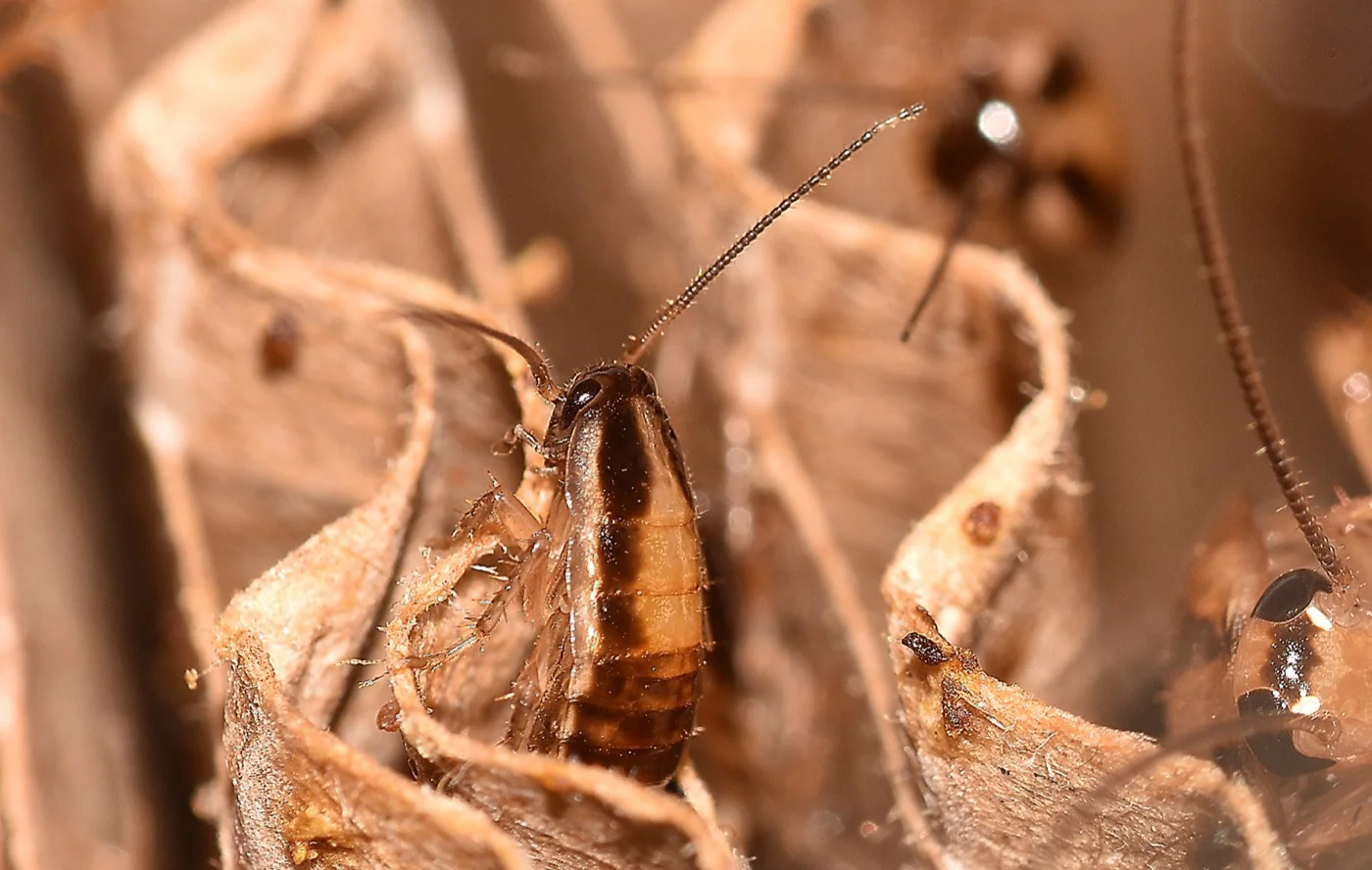 German Cockroaches