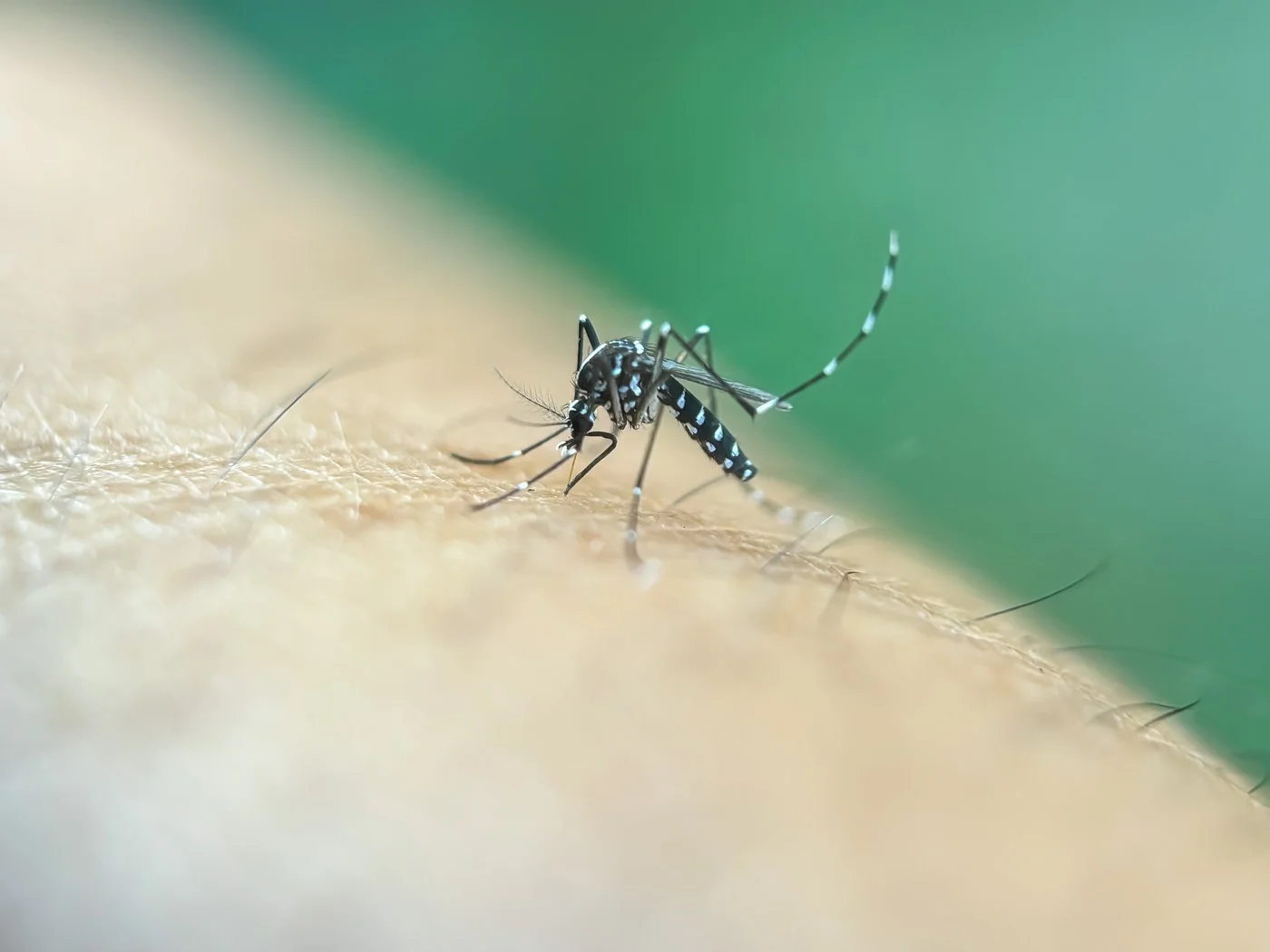 Mosquitoes