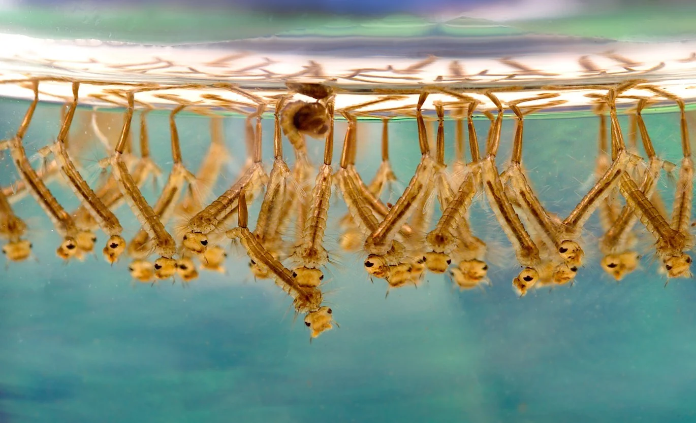 Mosquito larvae hanging beneath the water surface by their breathing tubes