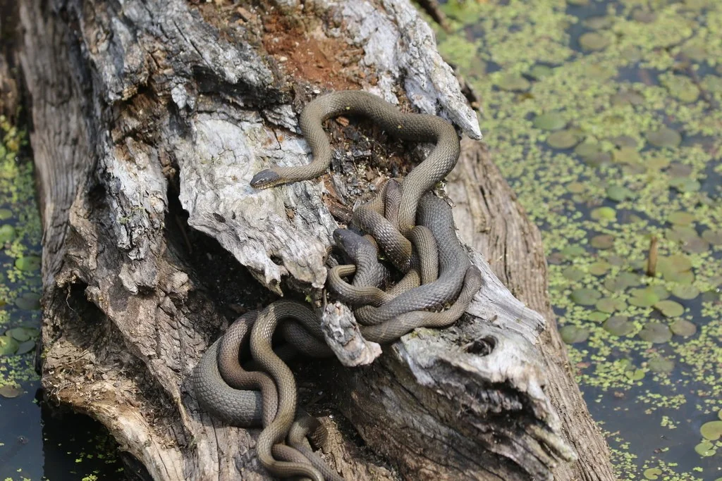 Adult northern watersnakes gathered at a bank in spring during the breeding season