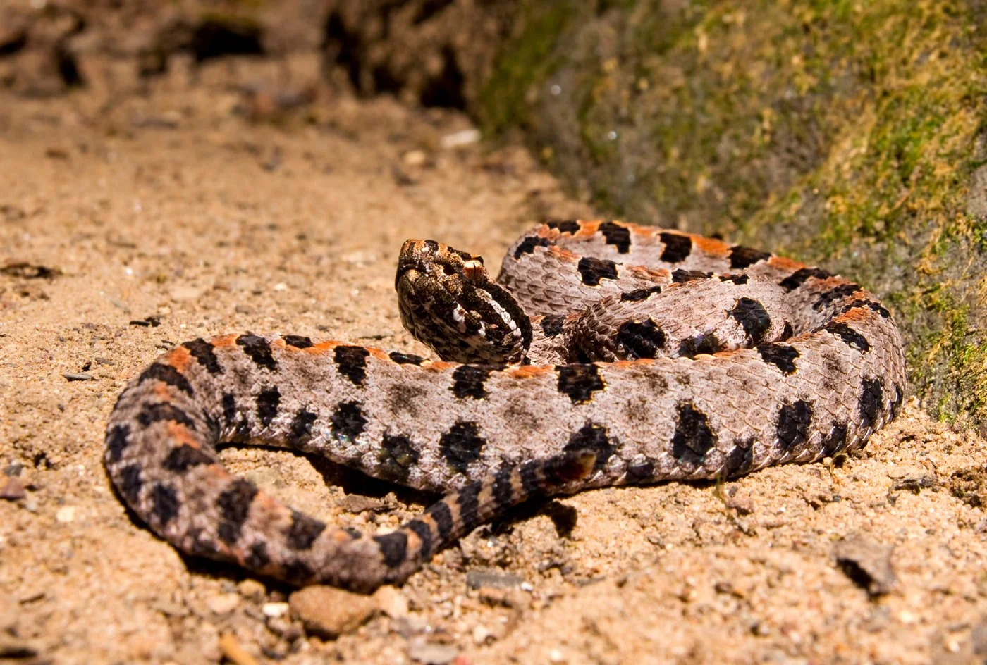 Pygmy Rattlesnake