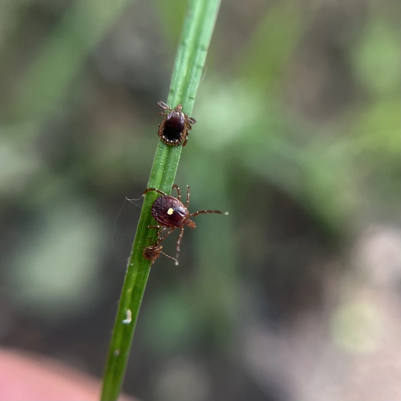 Ticks