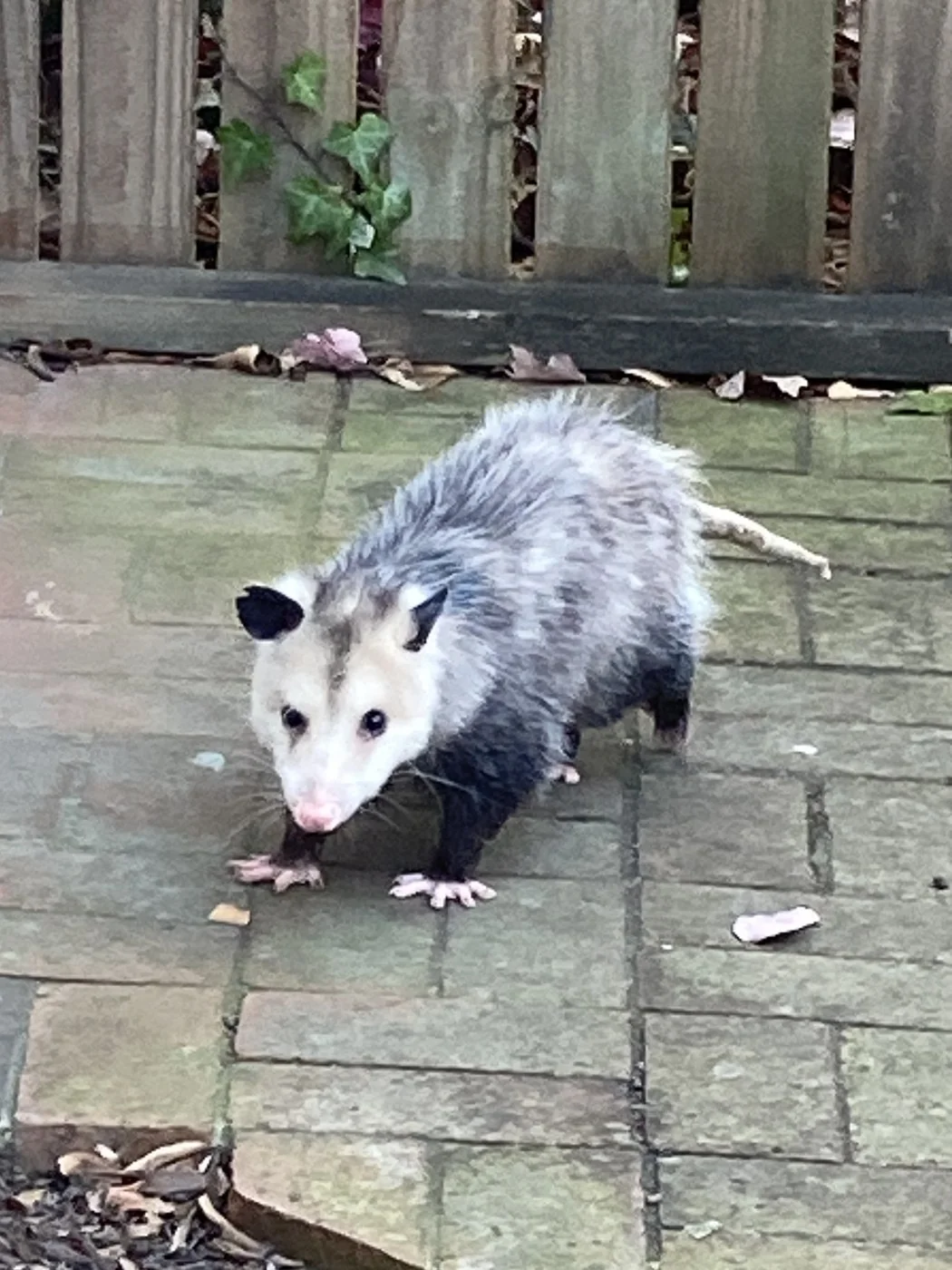 Virginia Opossum