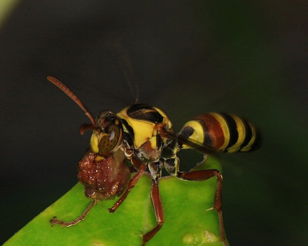 Wasps, Hornets and Yellowjackets
