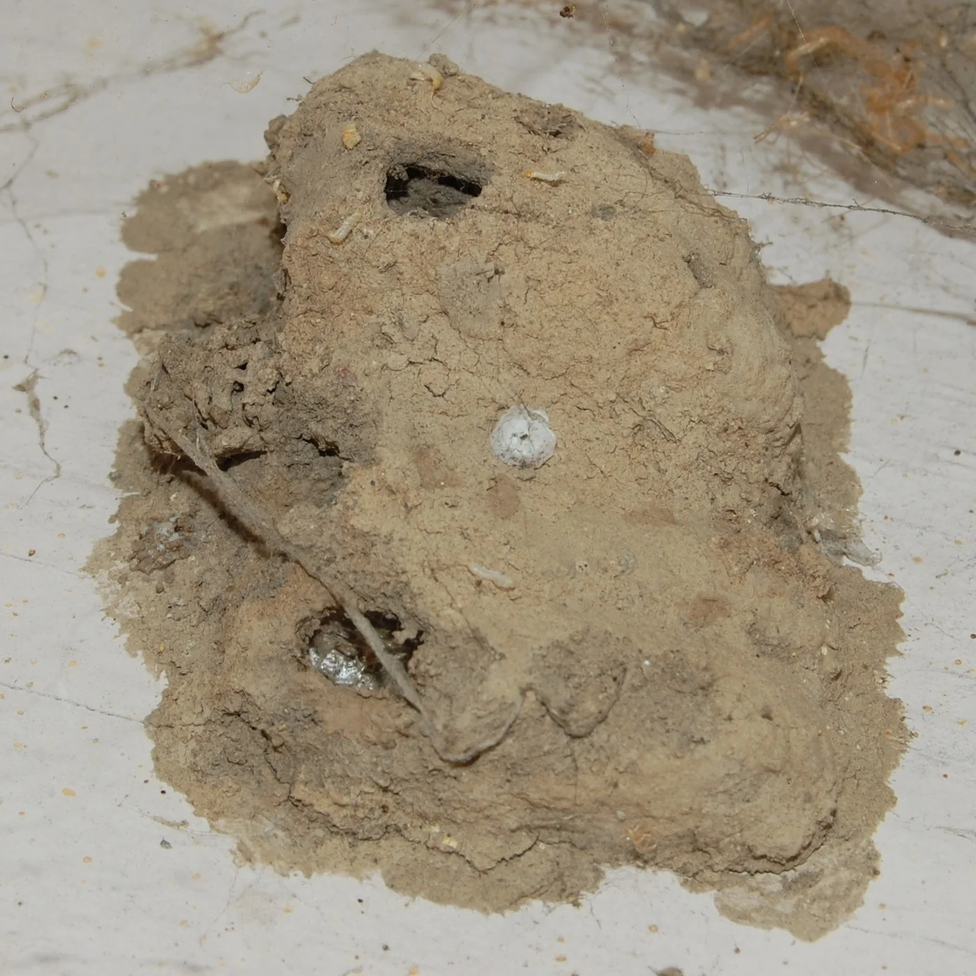 Hard mud cells built by a mud dauber on a wall