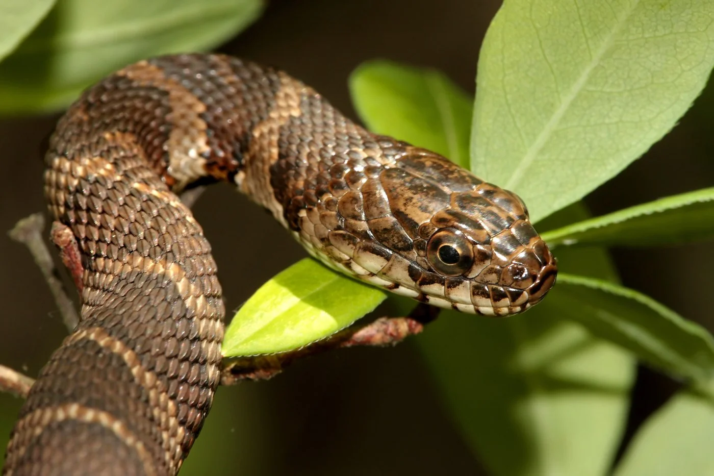 Watersnake (Banded and Brown Watersnake)